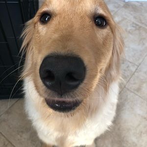 Meet your Posher, Audrey